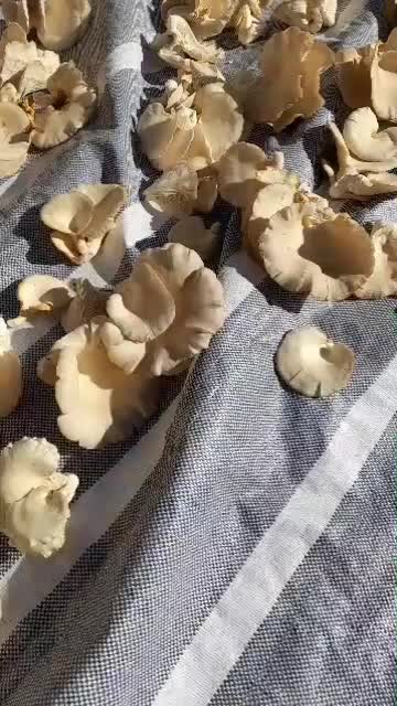 قارچ خشک صدفی|خوردنی و آشامیدنی|حسین آباد, |دیوار