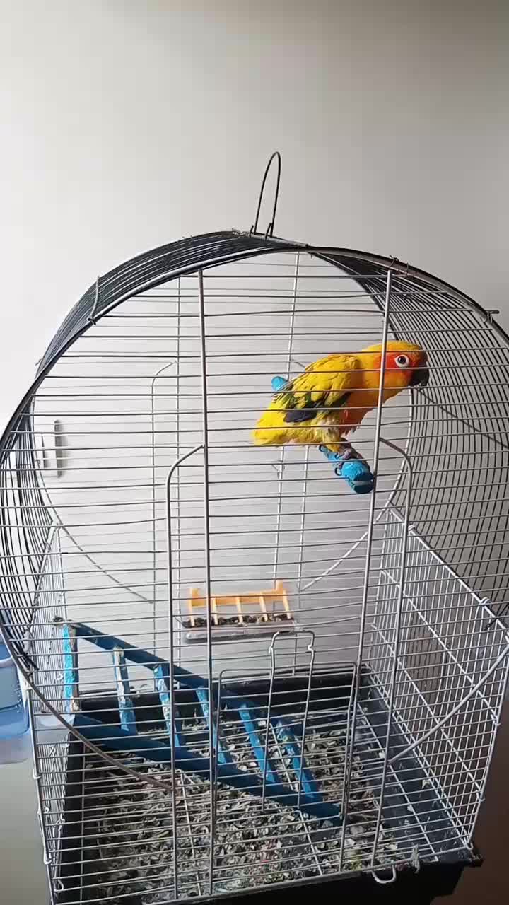 طوطی کانور خورشیدی|پرنده|اردبیل, |دیوار