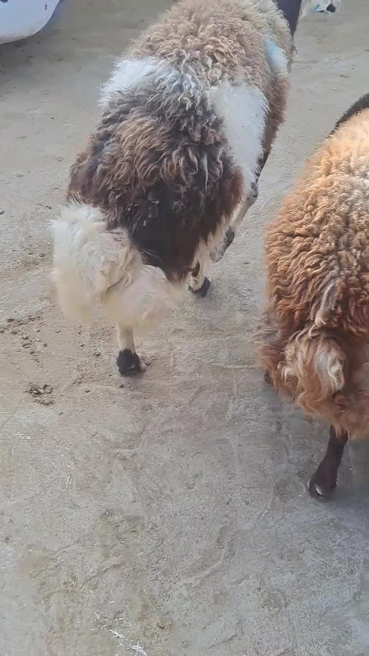 بروجروی پلنگی قوچ شیشک|حیوانات مزرعه|رضویه, |دیوار