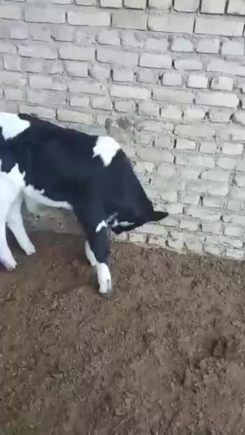 ۲ راس گوساله نر سمینتال|حیوانات مزرعه|کرمان, |دیوار