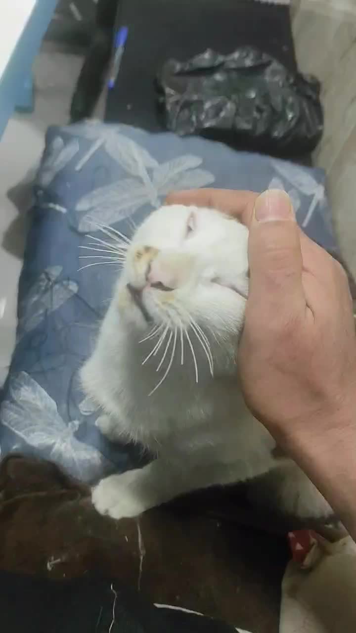 گربه|گربه|نسیم‌شهر, |دیوار