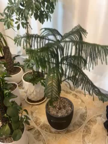 گل شفلرا و حاج مطبق|گل و گیاه طبیعی|سبزوار, امیر کبیر|دیوار