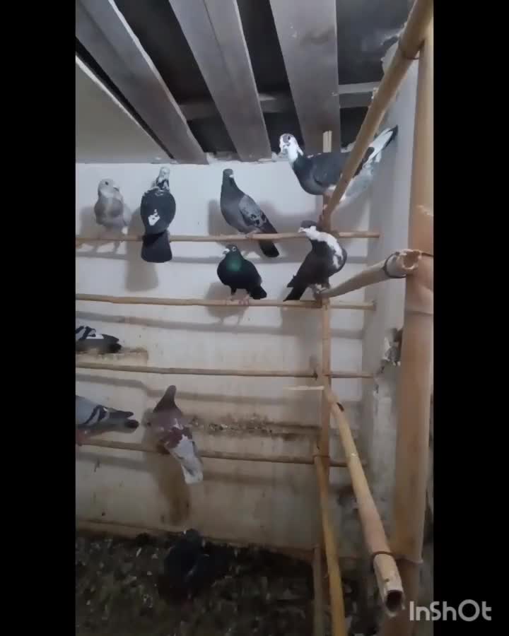 کبوتر|پرنده|گرگان, |دیوار