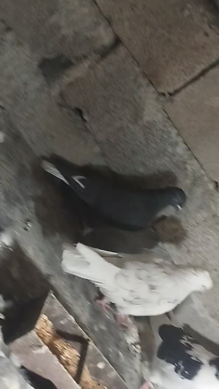 کبوتر|پرنده|آبعلی, |دیوار