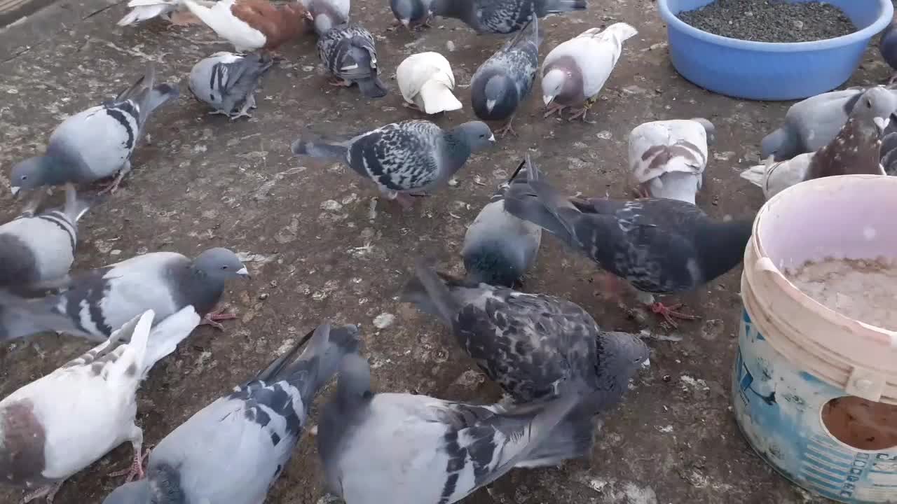 انواع کبوتر پلاکی دوبر|پرنده|خلخال, |دیوار