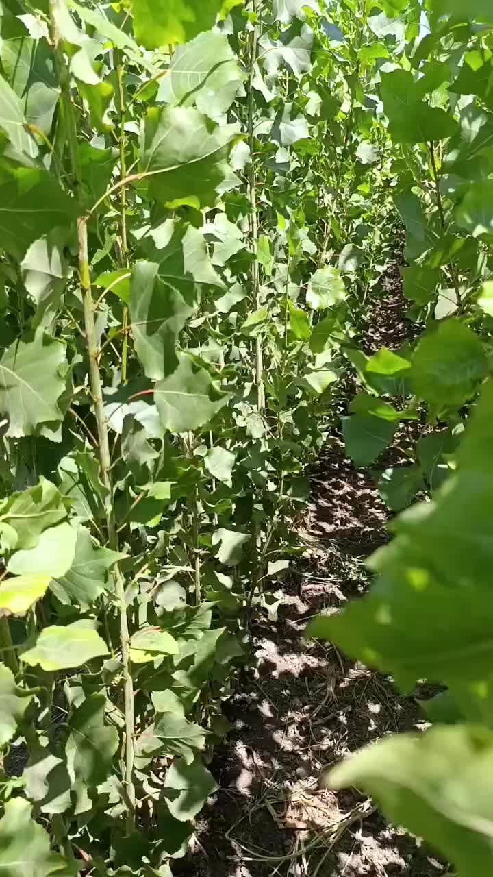 نهال های نیگرا درجه یک ترکیه درخت پولساز صنوبر|خدمات باغبانی و درختکاری|یاسوج, |دیوار