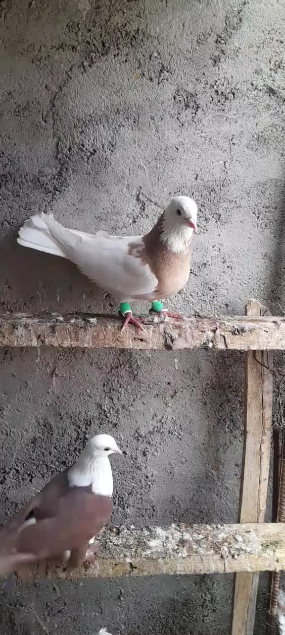 توقی|پرنده|باوی, |دیوار