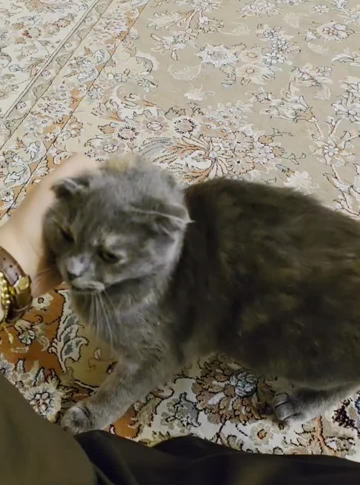 گربه اسکاتیش|گربه|گرگان, |دیوار