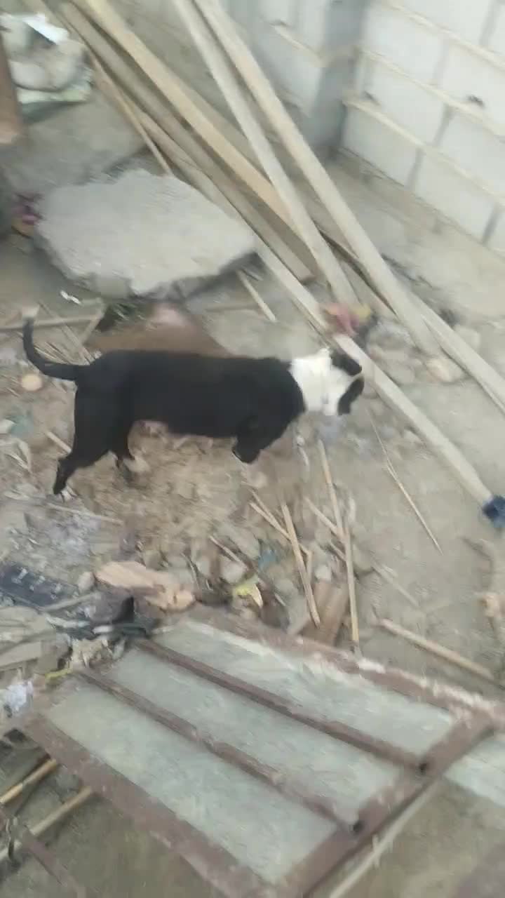 سگ پیتبول|سگ|مینودشت, |دیوار