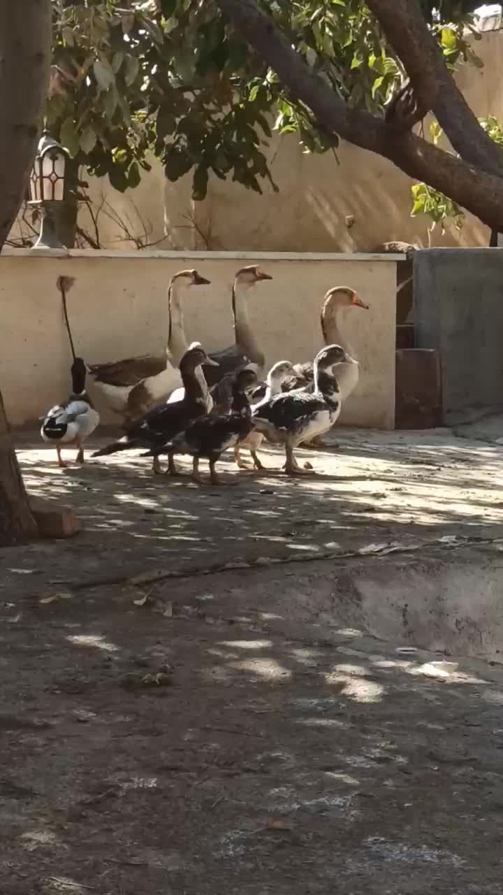 قوغاز خاکستری|حیوانات مزرعه|پیشوا, |دیوار