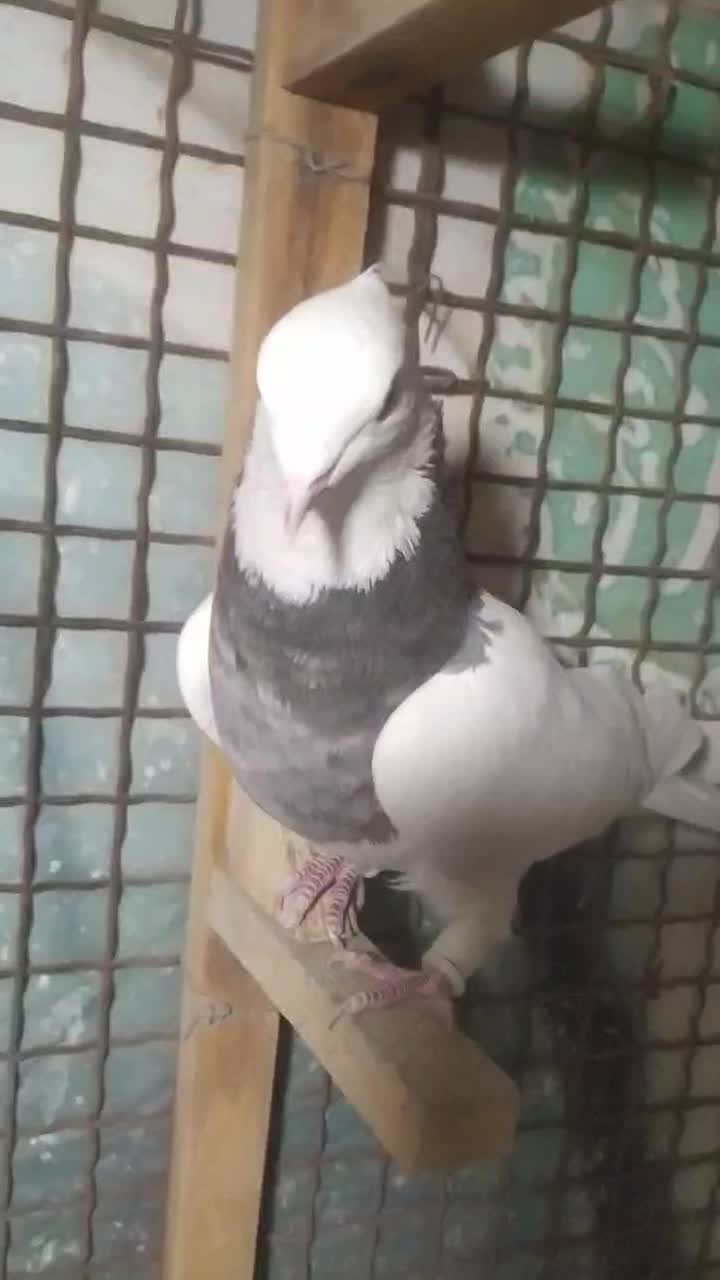 طوق شازده|پرنده|شیراز, شهرک گلستان|دیوار