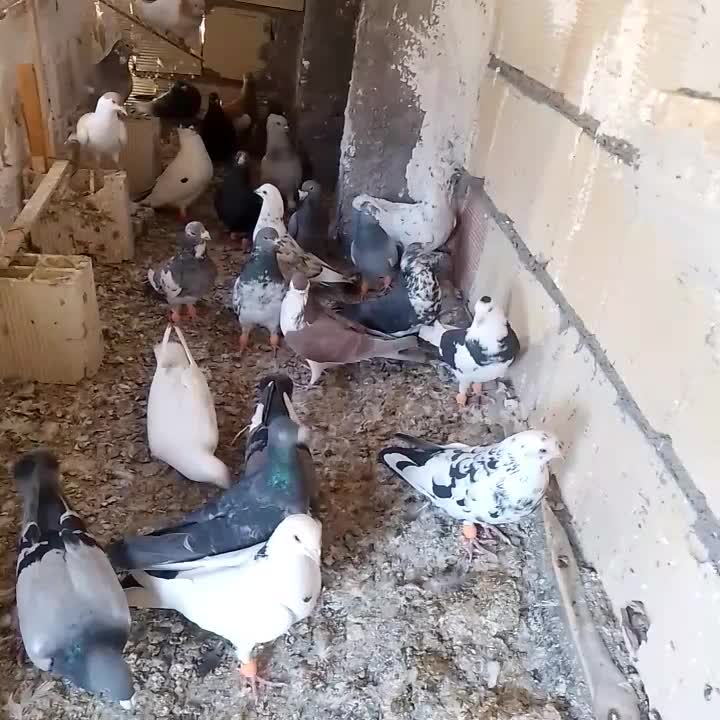 کفتر پرشی|پرنده|رضویه, |دیوار