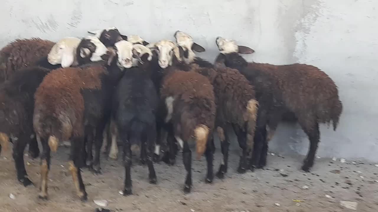 بره ماده عتیقه|حیوانات مزرعه|بروجرد, |دیوار