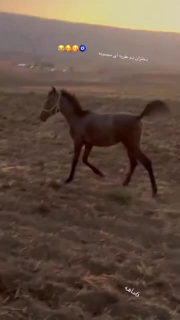 مادیان|حیوانات مزرعه|شباب, |دیوار