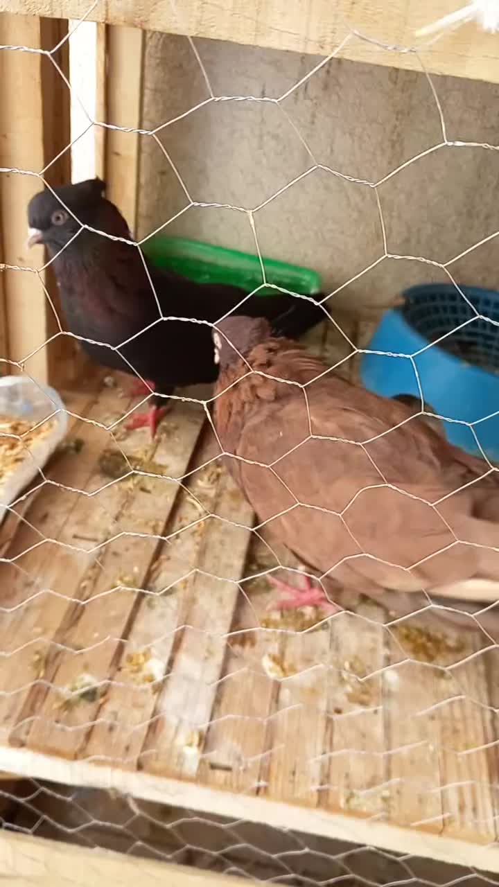 جفت سیاتی با جوجه|پرنده|سرپل ذهاب, |دیوار