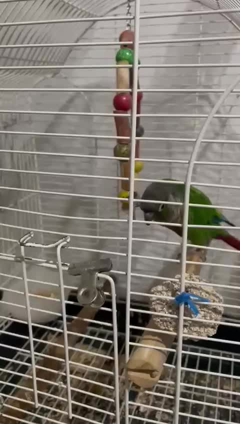 گرینچینگ ماده بالغ|پرنده|تهران, مسعودیه|دیوار