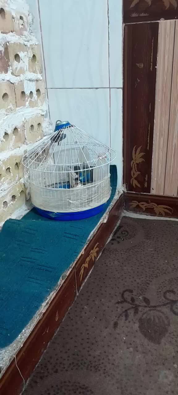 قناری مست|پرنده|تربت جام, معدآباد|دیوار