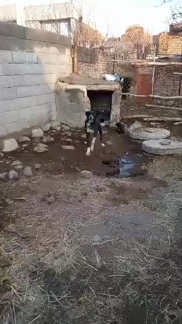 واگذاری|سگ|سراب, |دیوار