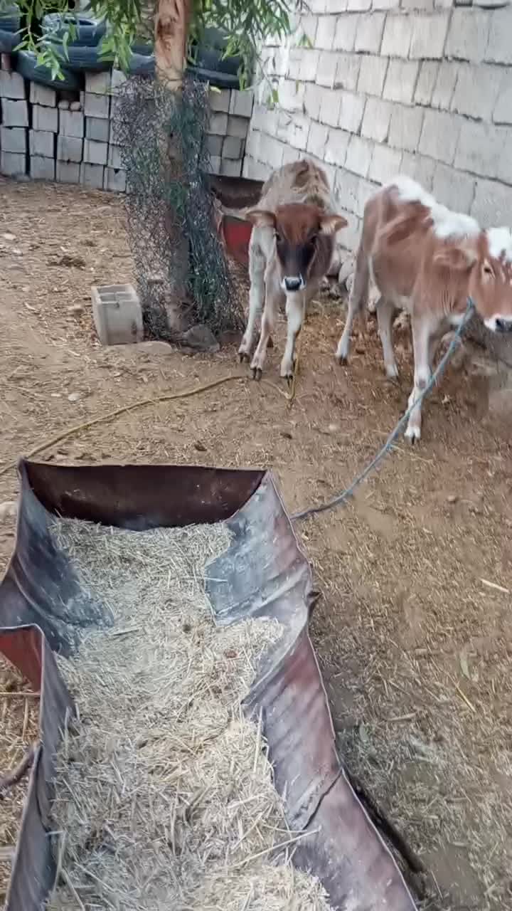 ۲راس گوساله ماده محلی|حیوانات مزرعه|پلدختر, |دیوار