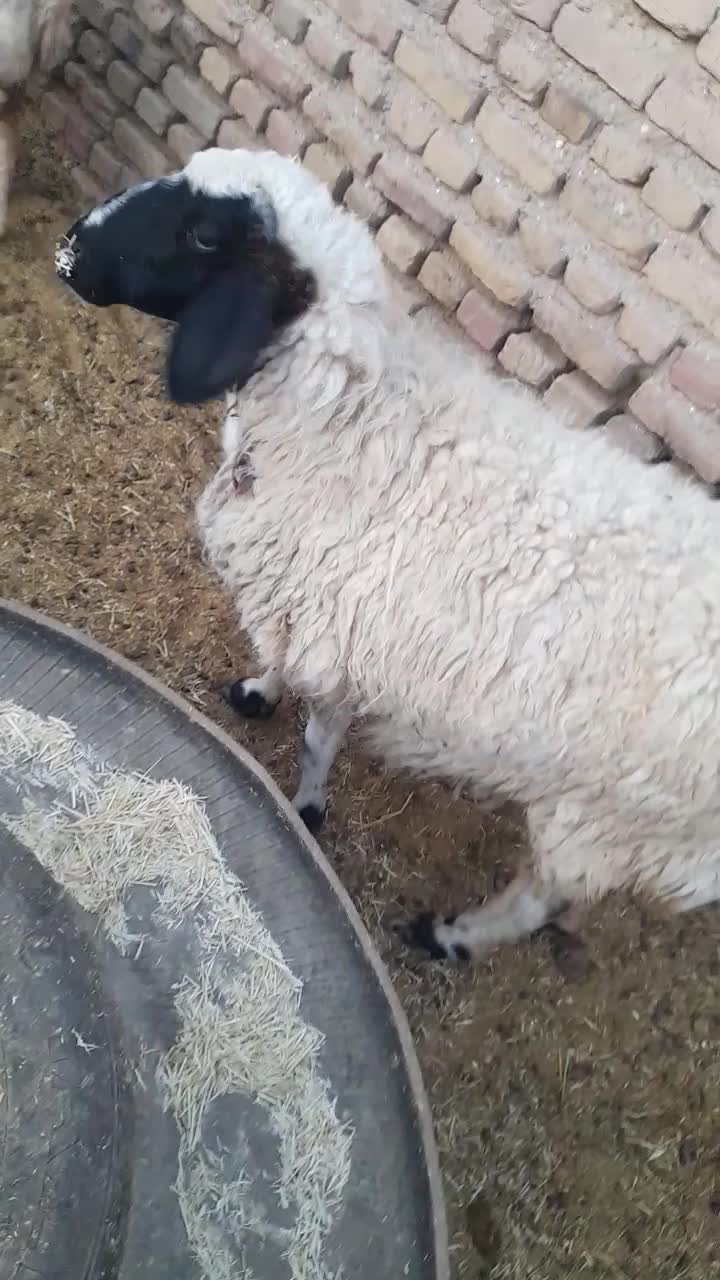 میش زائده|حیوانات مزرعه|فردوس (خراسان), |دیوار