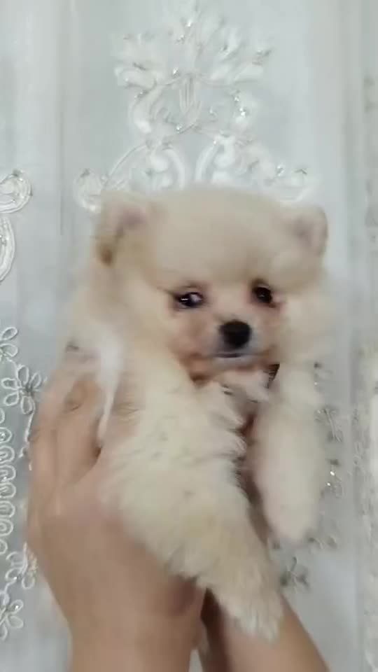 سگ پامر خرسی، پت جیبی|سگ|اصفهان, شاهد|دیوار