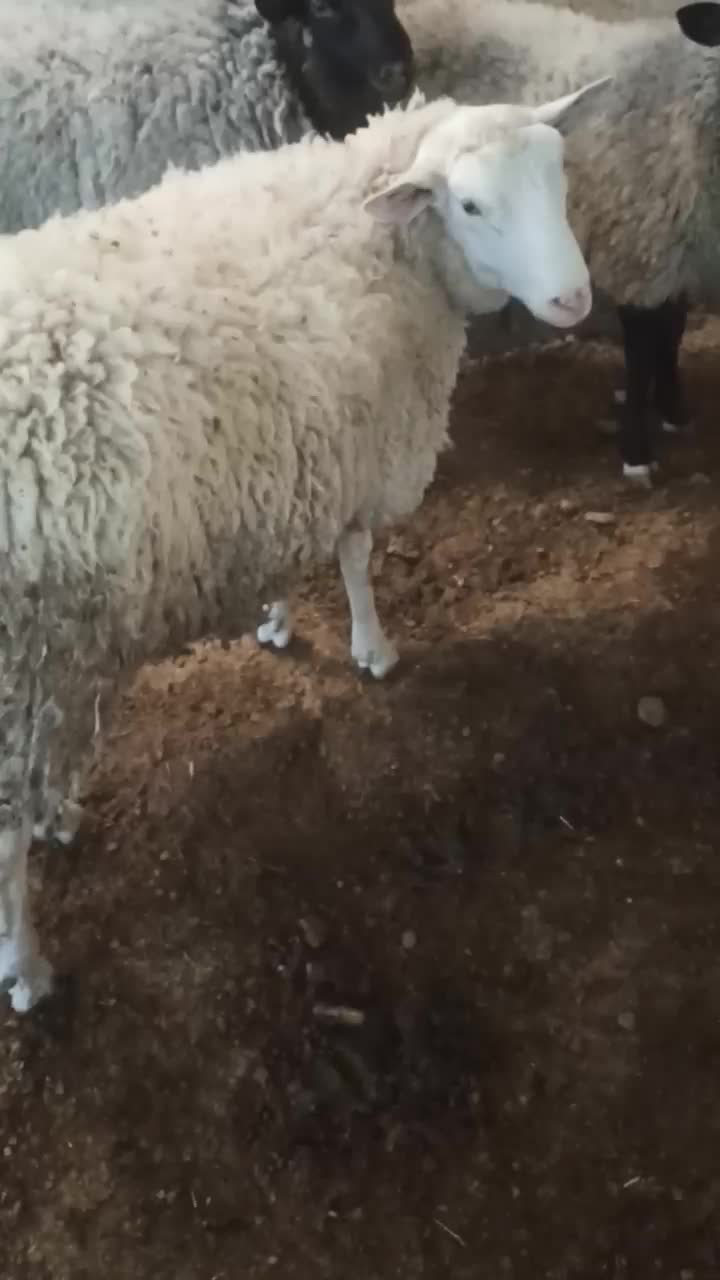 بره رومن و رومانف|حیوانات مزرعه|ورامین, ورامین|دیوار