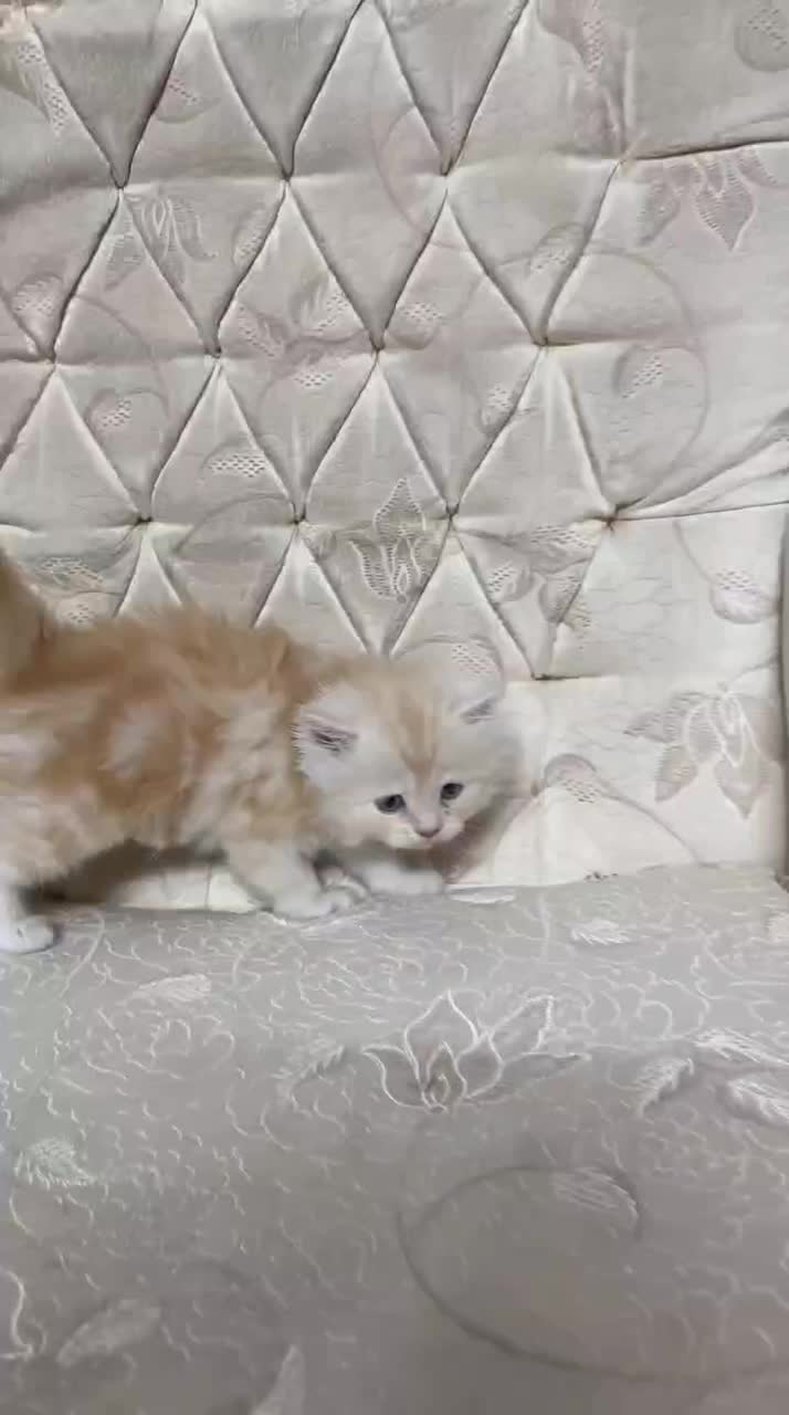 بچه گربه پرشین گلد|گربه|مشهد, شریف|دیوار