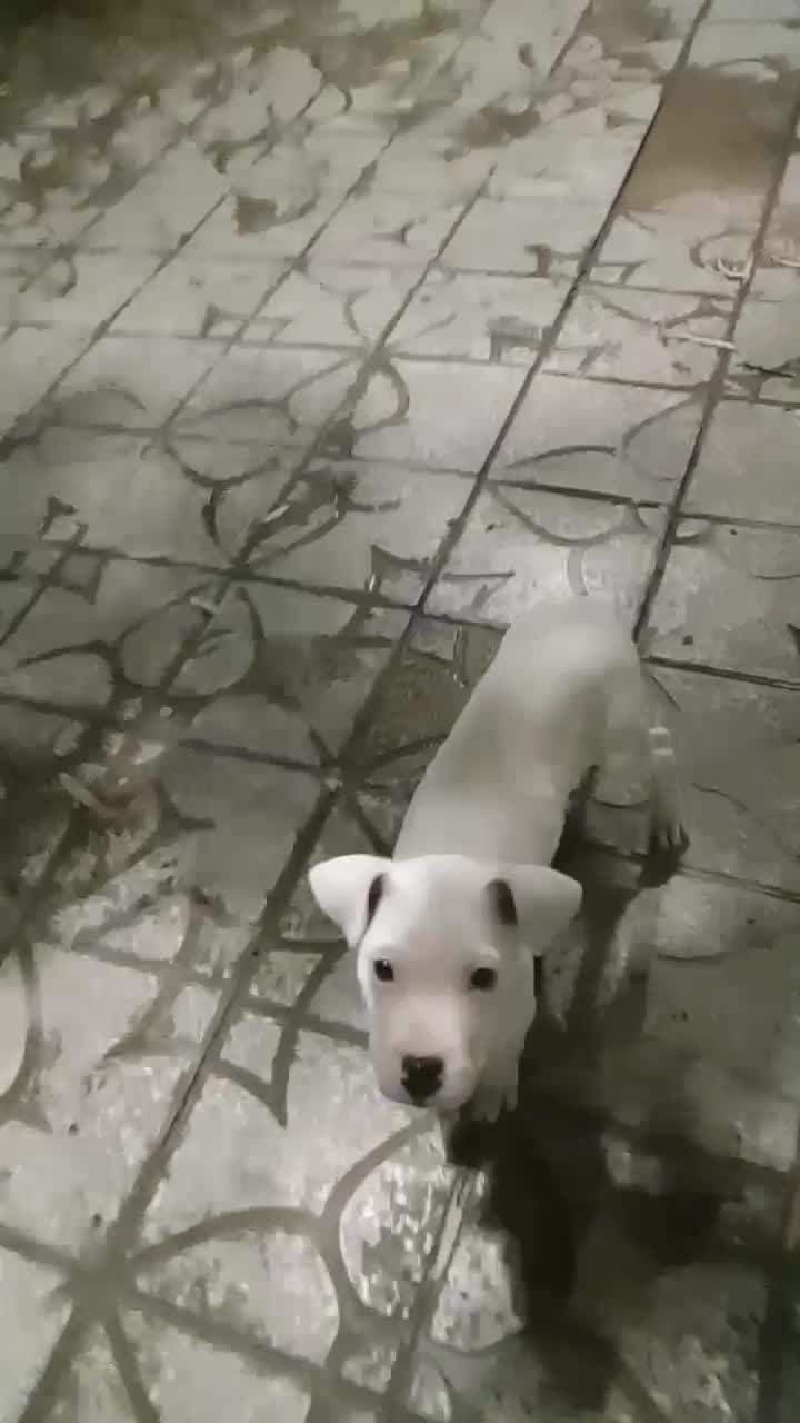 واگزاری داگو ارژانتینو|سگ|پیر بکران, |دیوار