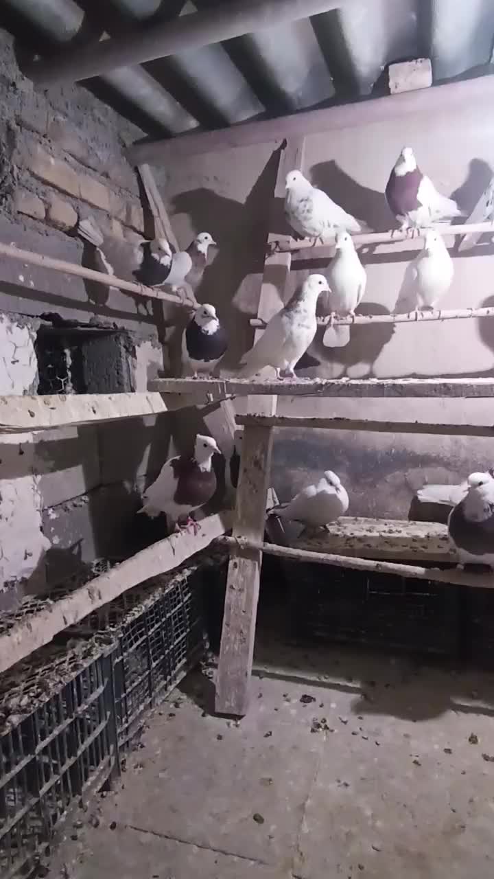 30عدد کبوتر طوقی|پرنده|همدان, |دیوار