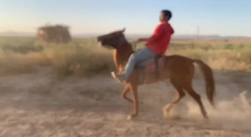 اسب یورقه|اسب و تجهیزات اسبسواری|درگز, |دیوار