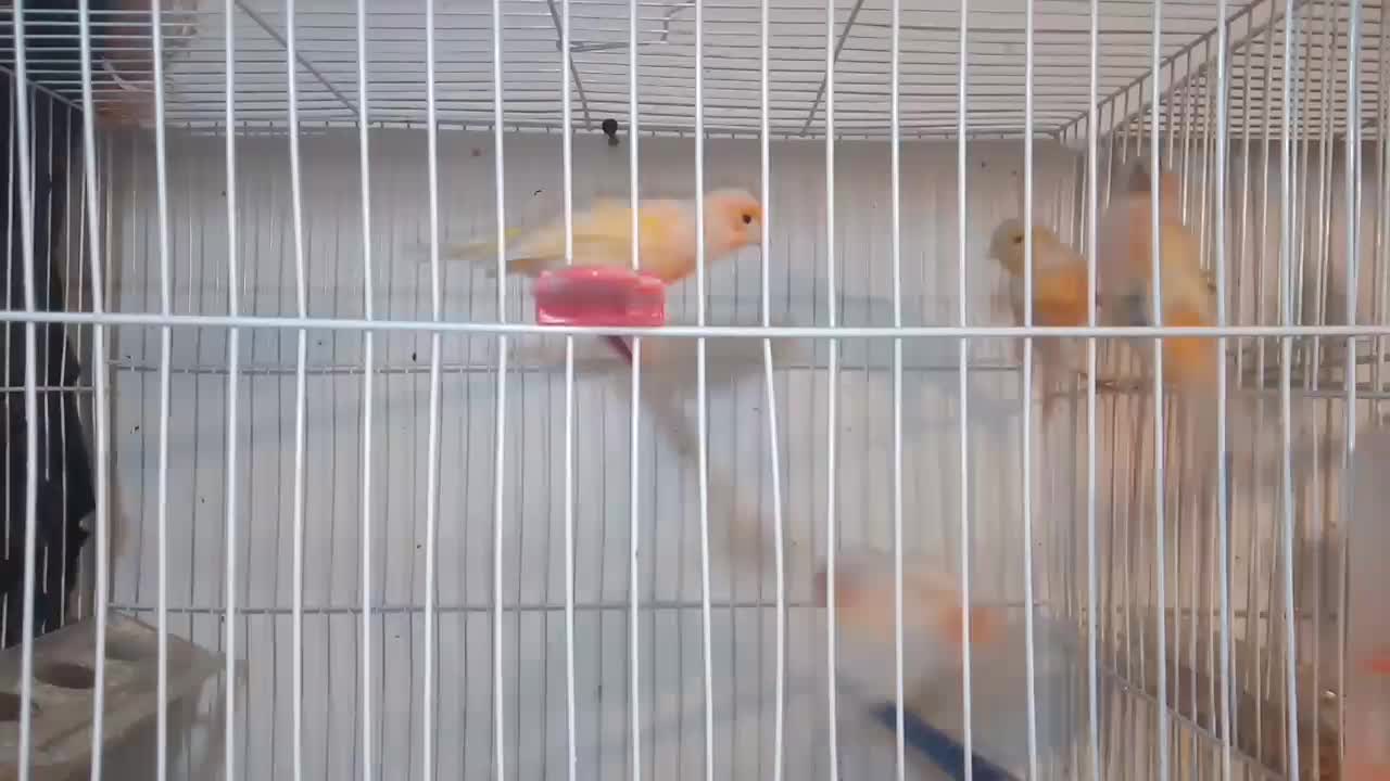 عروس  قناری|پرنده|مشهد, نیزه|دیوار