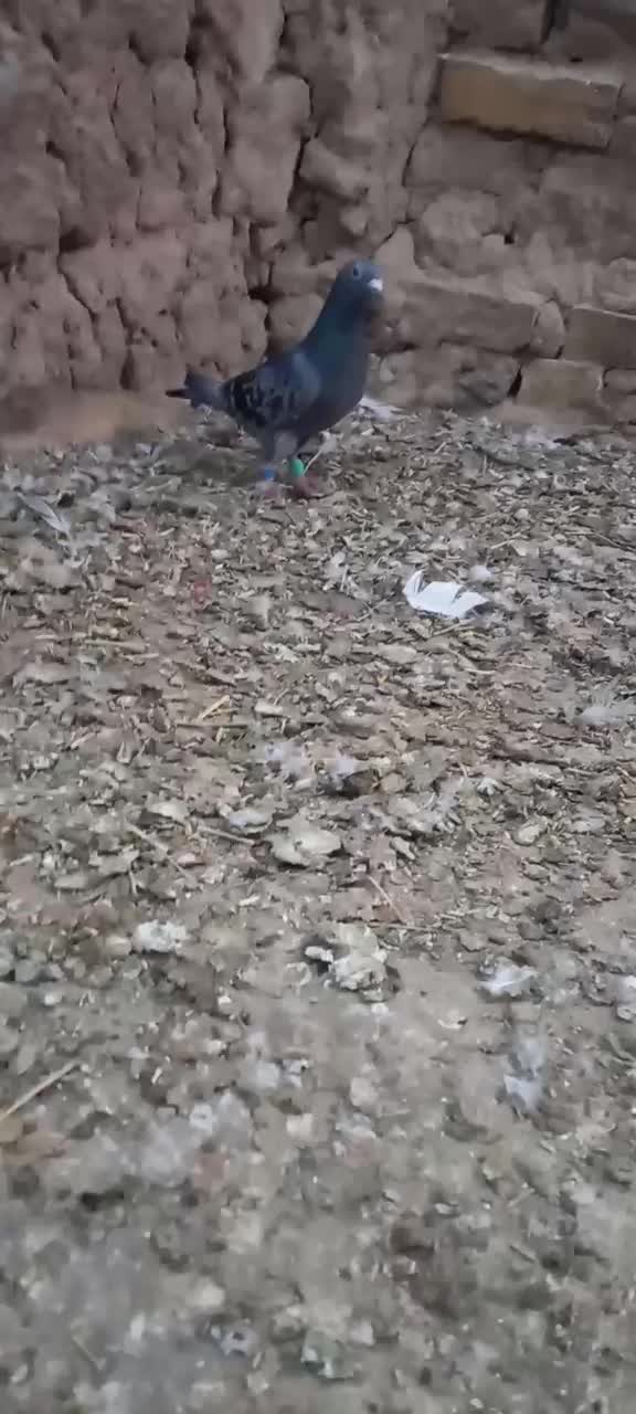 کبوتر|پرنده|قوچان, |دیوار