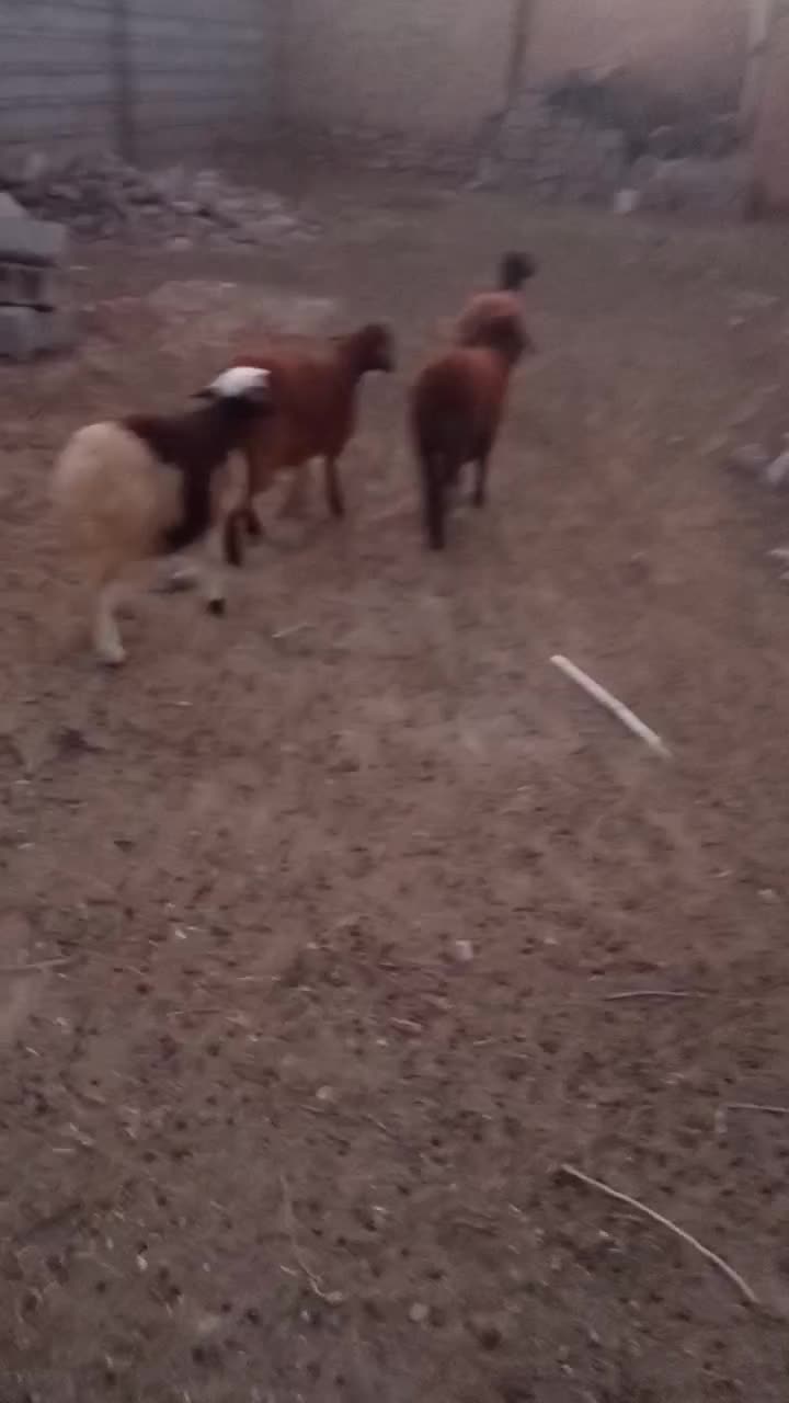 بره ماده چهار عدد قرمز لخت وسفید پلنگی دامازلق|حیوانات مزرعه|خواجه, |دیوار