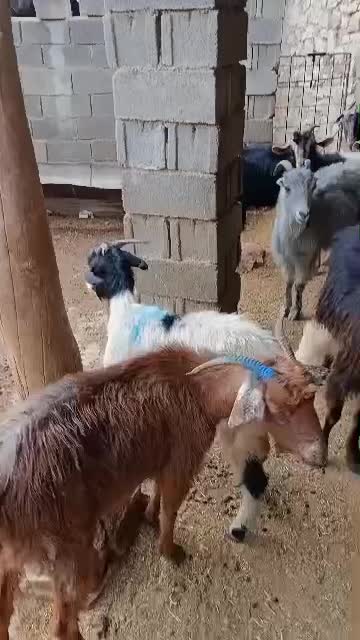 بز داشتی|حیوانات مزرعه|بهبهان, |دیوار