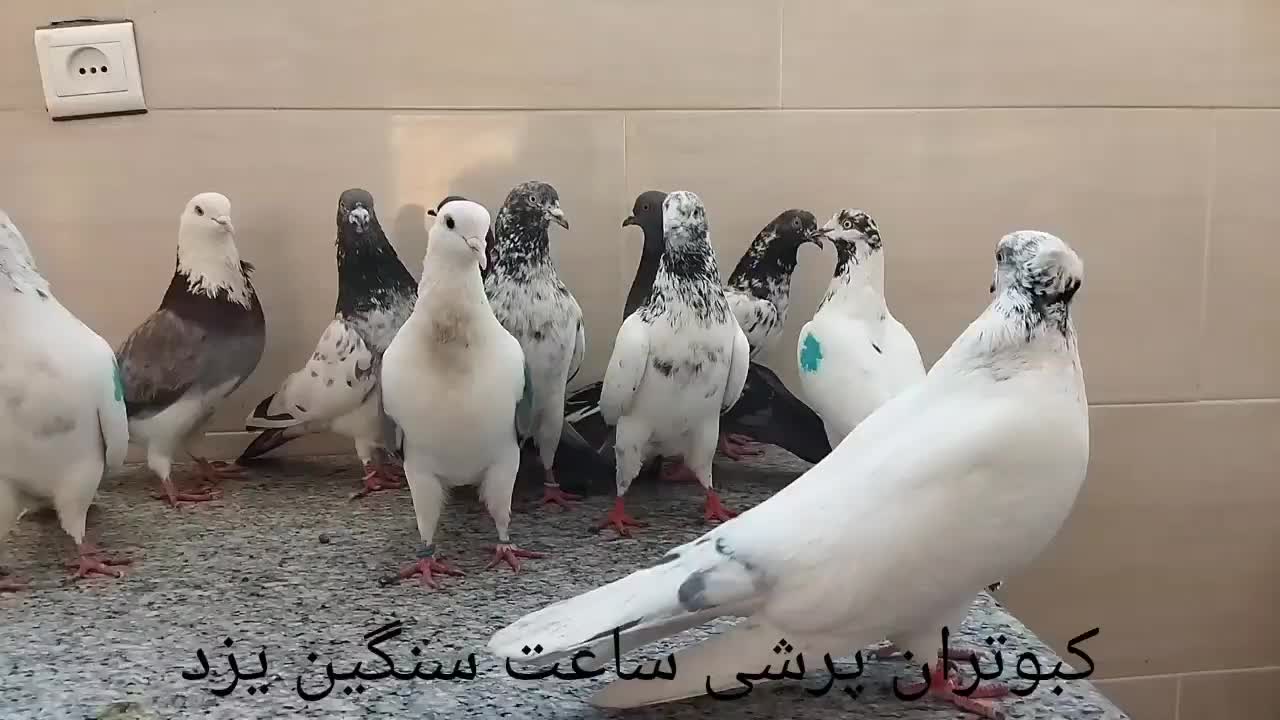 کبوتر|پرنده|زارچ, |دیوار