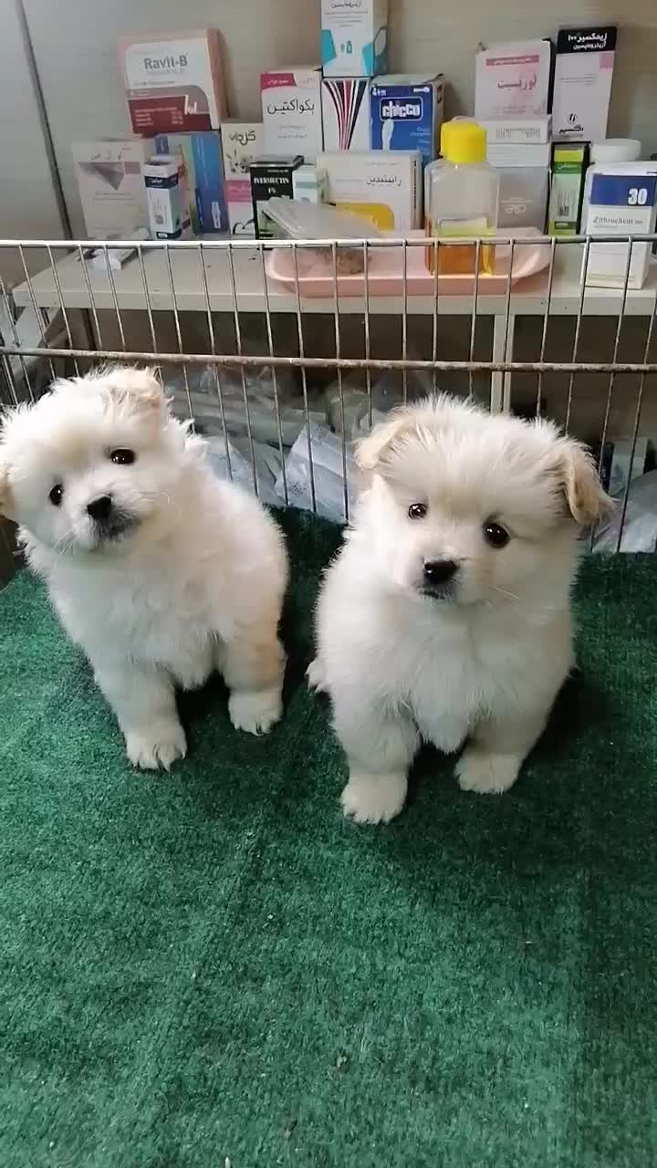 سگ پامر خرسی عروسکی روباهی|سگ|تهران, شهرک آپادانا|دیوار