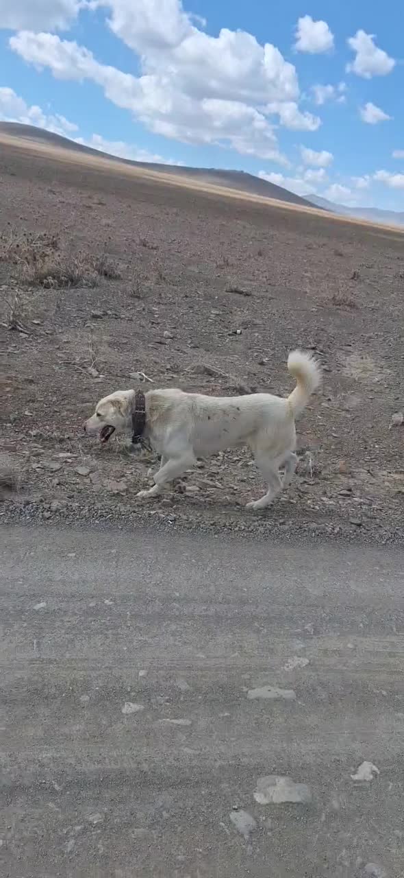 فروشی|سگ|خنداب, |دیوار