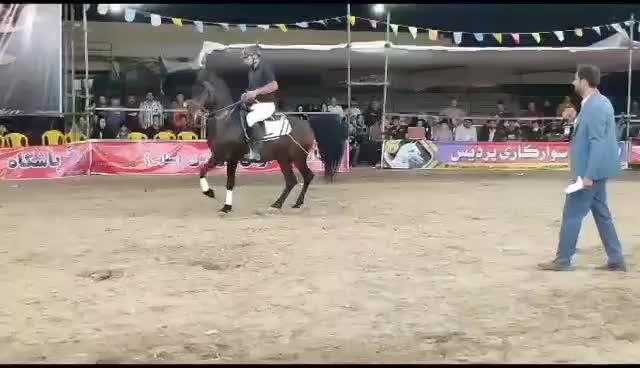 سیلمی یاغی|اسب و تجهیزات اسب‌سواری|شیراز, ظفرآباد|دیوار