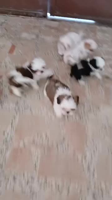 شیتزو|سگ|تهران, پونک|دیوار