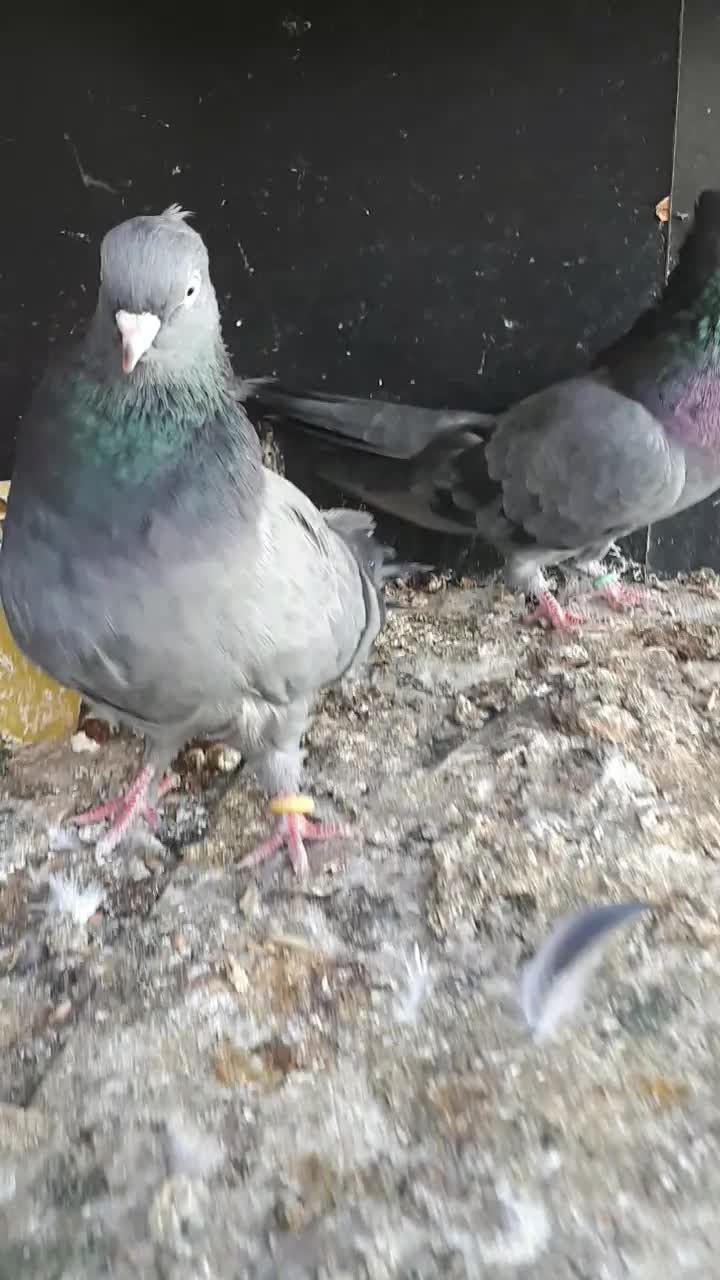 جفت سبزآبادانی|پرنده|بندر ماهشهر, |دیوار