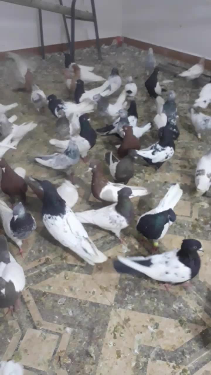 دسته رنگی ۶۰تایی|پرنده|اهواز, گلستان|دیوار