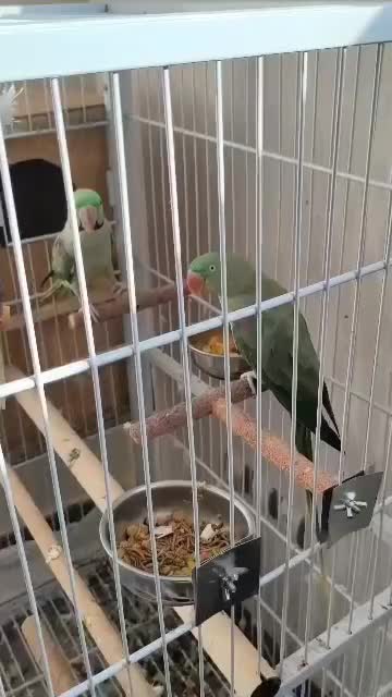 اسکندر|پرنده|تبریز, |دیوار