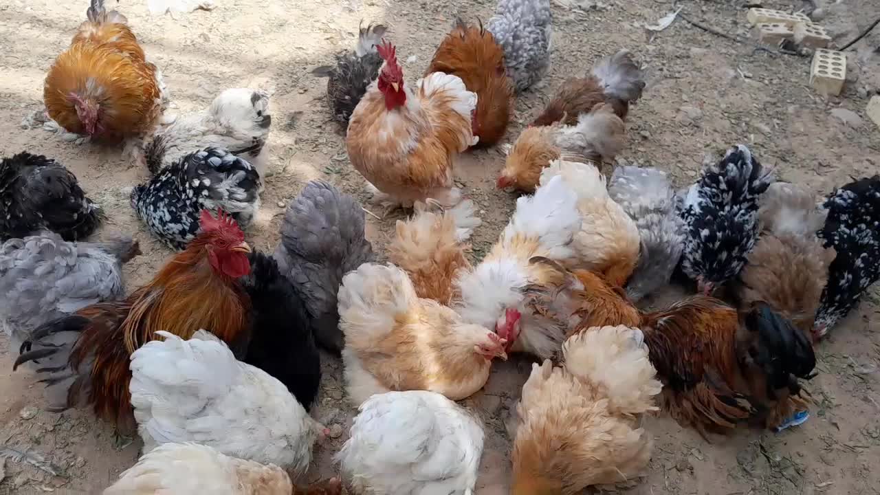 تخم مرغ زینتی نژادکوشین|حیوانات مزرعه|شوشتر, |دیوار