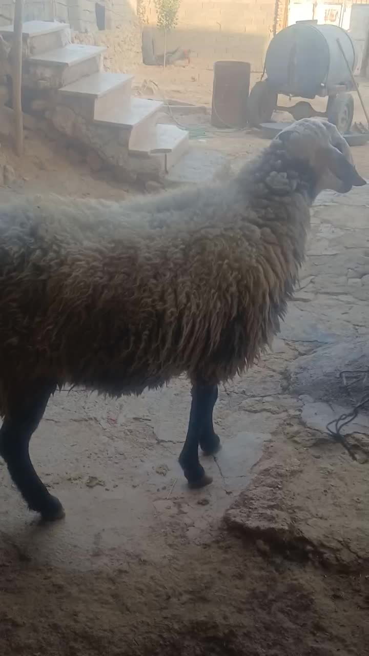 قوچ شال|حیوانات مزرعه|نورآباد, |دیوار