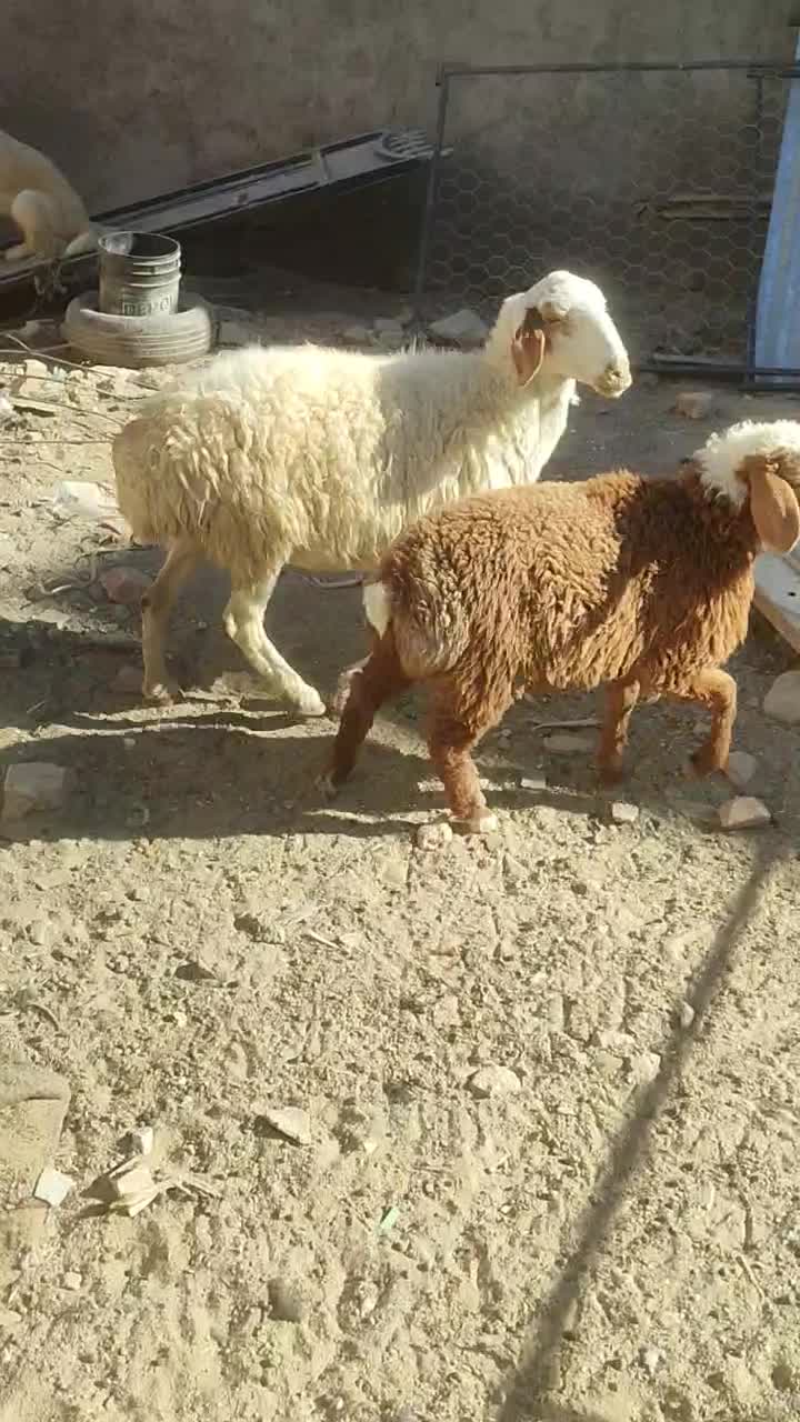 میش وبره ماده اش|حیوانات مزرعه|زاهدان, |دیوار