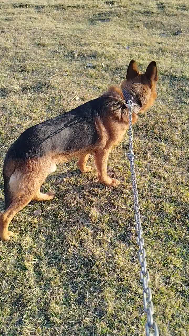 ژرمن شپرد|سگ|ماکو, |دیوار