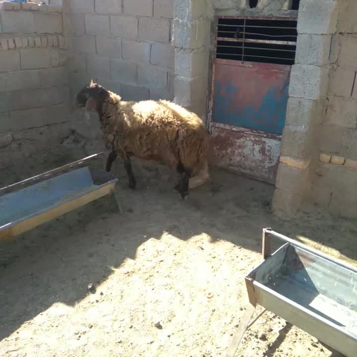 بره فروشی|حیوانات مزرعه|قائن, |دیوار