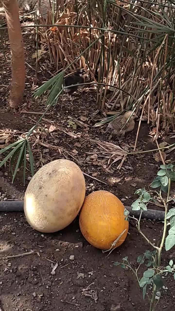 تخم مرغ محلی (( رسمی)) تخم نطفه دار برای جوجه کشی|خوردنی و آشامیدنی|تهران, امام زاده عبدالله|دیوار