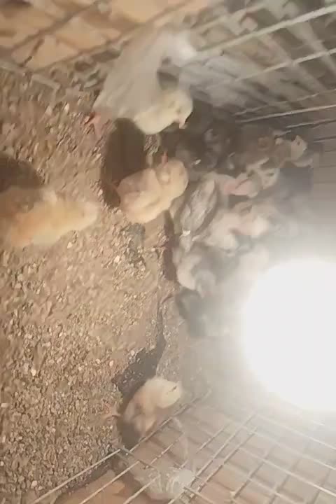 جوجه گلین|حیوانات مزرعه|سیرجان, |دیوار