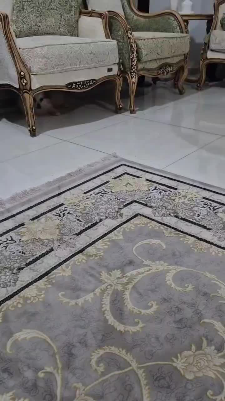 سگ پامر روباهی|سگ|بندرعباس, |دیوار